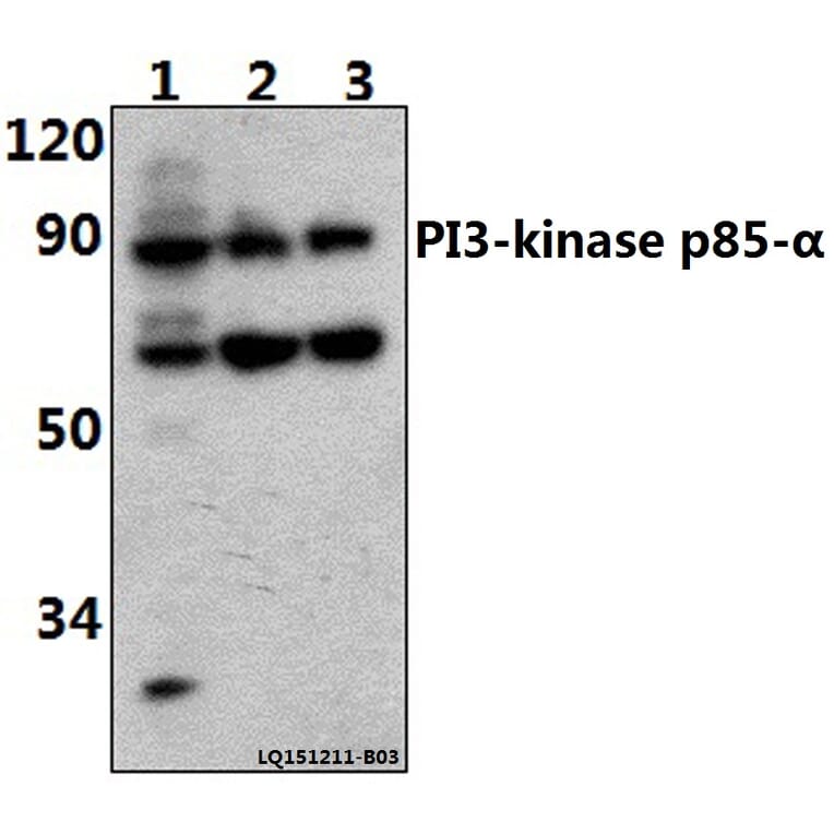 Anti-PI3K p85α/p55γ (Tyr607) Antibody from Bioworld Technology (AP0231) - Antibodies.com