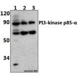 Anti-PI3K p85α/p55γ (Tyr607) Antibody from Bioworld Technology (AP0231) - Antibodies.com