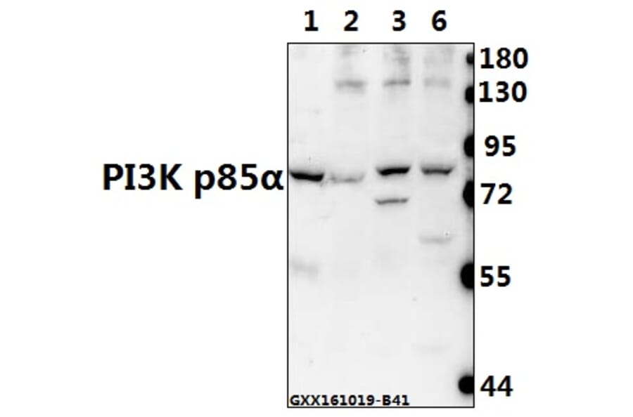 Anti-PI3K p85α/p55γ (Tyr607) Antibody from Bioworld Technology (AP0231) - Antibodies.com