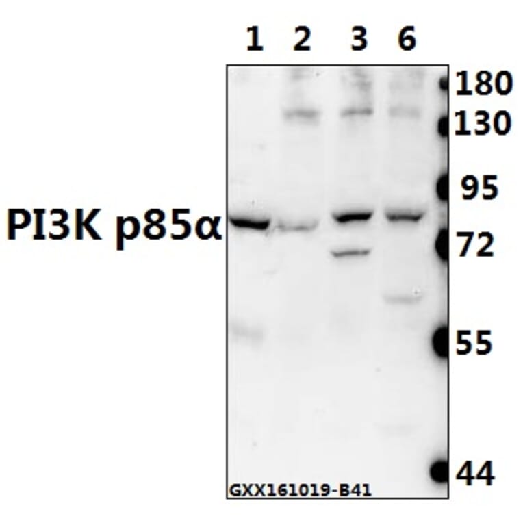 Anti-PI3K p85α/p55γ (Tyr607) Antibody from Bioworld Technology (AP0231) - Antibodies.com