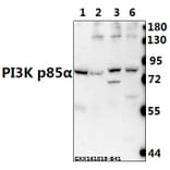 Anti-PI3K p85α/p55γ (Tyr607) Antibody from Bioworld Technology (AP0231) - Antibodies.com
