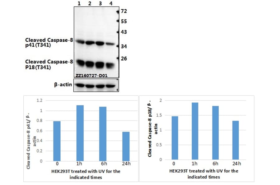Anti-Caspase-8 (phospho-T341) Antibody from Bioworld Technology (AP0237) - Antibodies.com