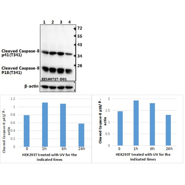 Anti-Caspase-8 (phospho-T341) Antibody from Bioworld Technology (AP0237) - Antibodies.com