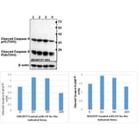 Anti-Caspase-8 (phospho-T341) Antibody from Bioworld Technology (AP0237) - Antibodies.com