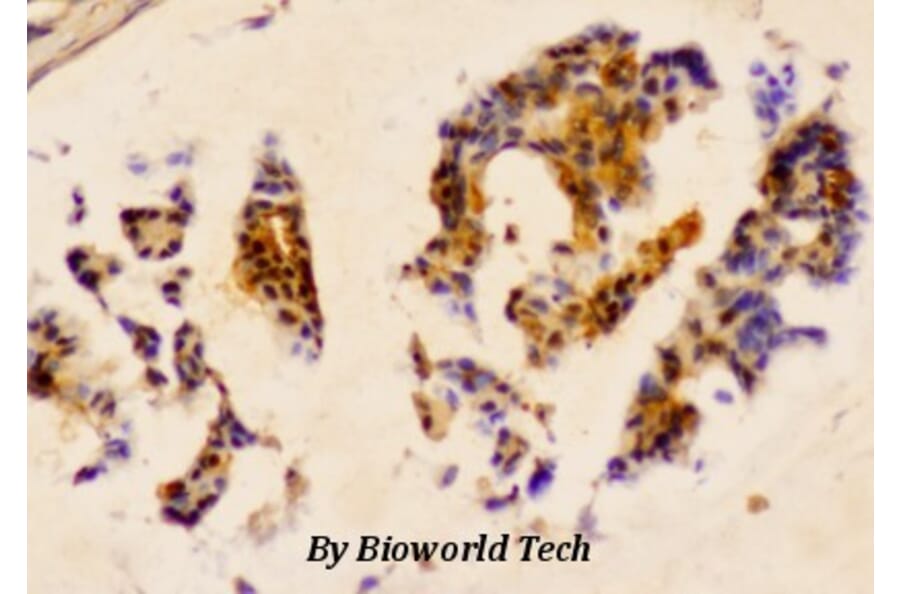 Anti-HSP27 (phospho-S78) Antibody from Bioworld Technology (AP0243) - Antibodies.com