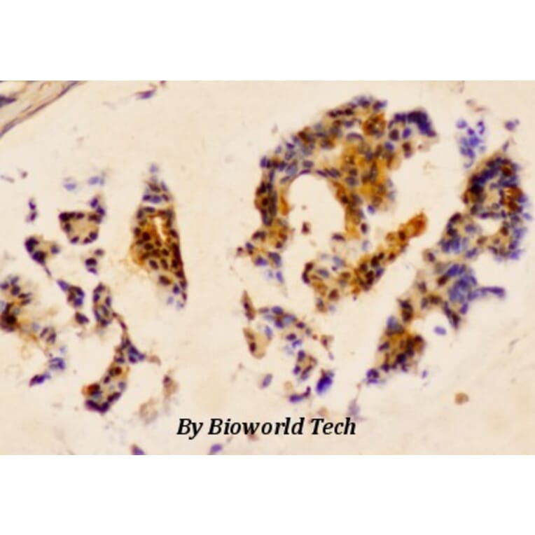 Anti-HSP27 (phospho-S78) Antibody from Bioworld Technology (AP0243) - Antibodies.com