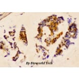 Anti-HSP27 (phospho-S78) Antibody from Bioworld Technology (AP0243) - Antibodies.com