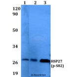 Anti-HSP27 (phospho-S82) Antibody from Bioworld Technology (AP0244) - Antibodies.com