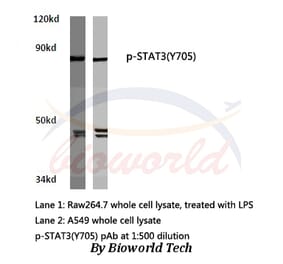 Anti-Stat3 (phospho-Y705) Antibody from Bioworld Technology (AP0247) - Antibodies.com