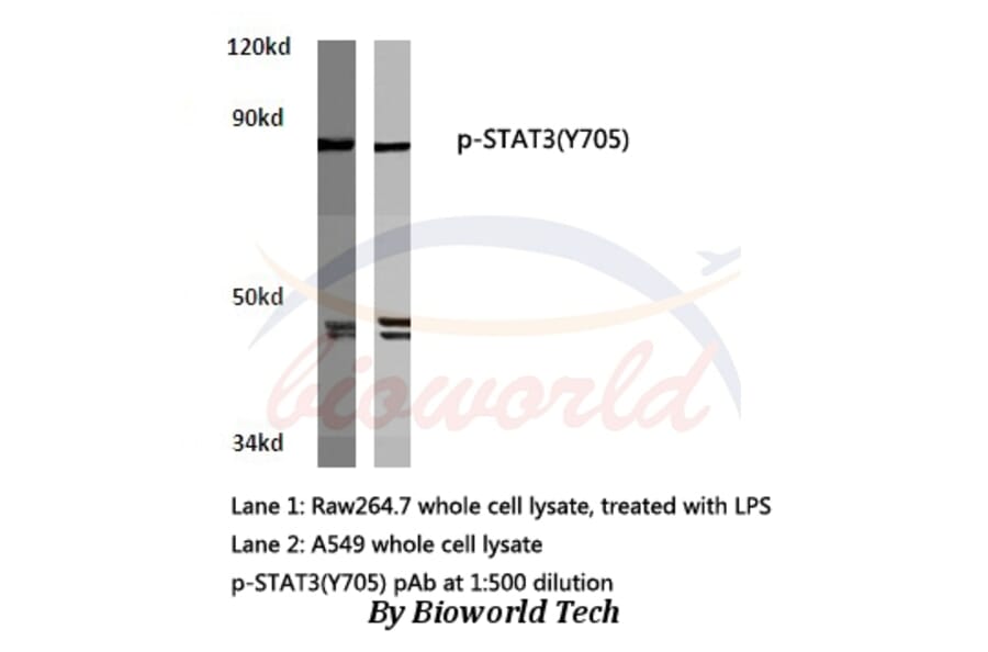 Anti-Stat3 (phospho-Y705) Antibody from Bioworld Technology (AP0247) - Antibodies.com