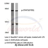 Anti-Stat3 (phospho-Y705) Antibody from Bioworld Technology (AP0247) - Antibodies.com
