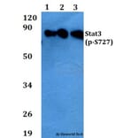 Anti-Stat3 (phospho-S727) Antibody from Bioworld Technology (AP0248) - Antibodies.com