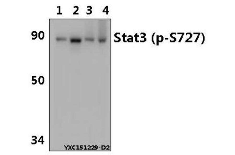 Anti-Stat3 (phospho-S727) Antibody from Bioworld Technology (AP0248) - Antibodies.com