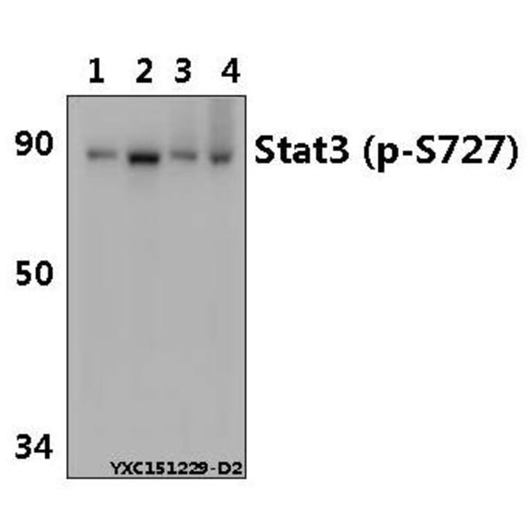 Anti-Stat3 (phospho-S727) Antibody from Bioworld Technology (AP0248) - Antibodies.com