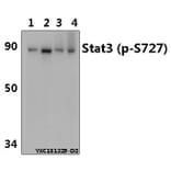 Anti-Stat3 (phospho-S727) Antibody from Bioworld Technology (AP0248) - Antibodies.com