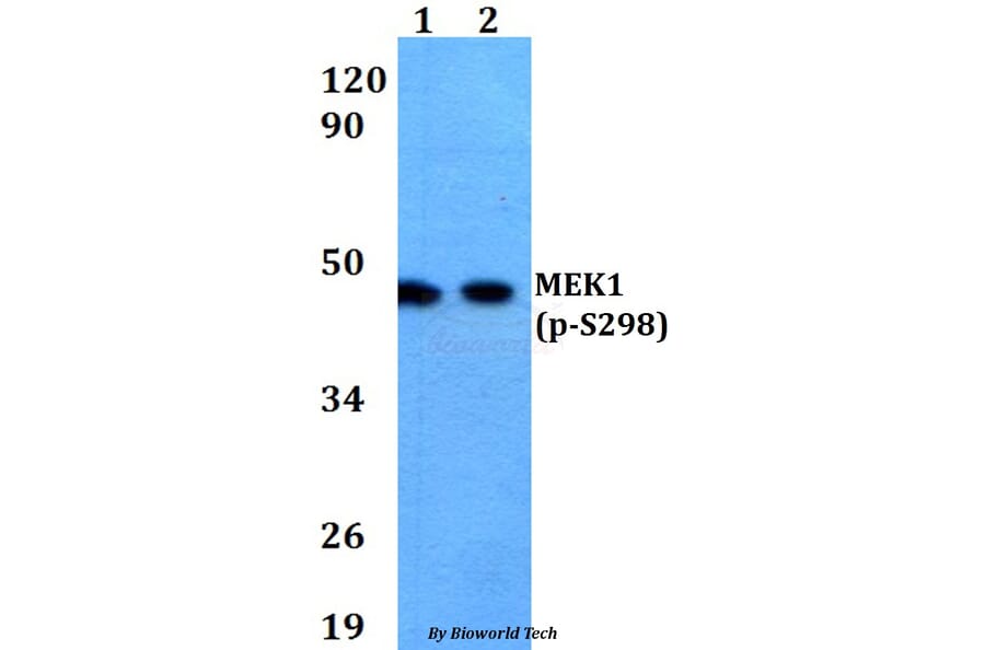 Anti-MEK1 (phospho-S298) Antibody from Bioworld Technology (AP0284) - Antibodies.com