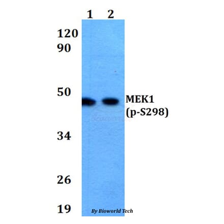Anti-MEK1 (phospho-S298) Antibody from Bioworld Technology (AP0284) - Antibodies.com