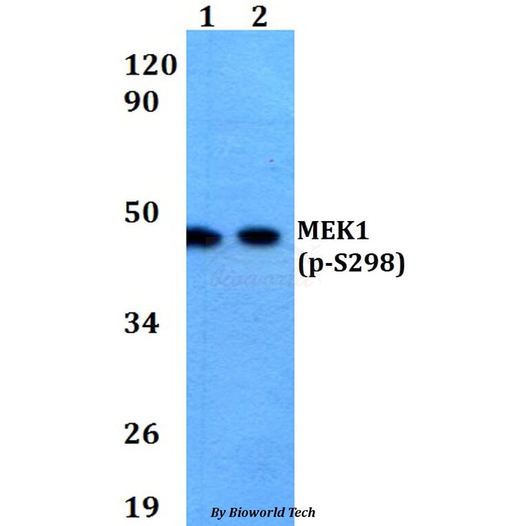 Anti-MEK1 (phospho-S298) Antibody from Bioworld Technology (AP0284) - Antibodies.com