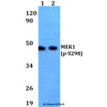 Anti-MEK1 (phospho-S298) Antibody from Bioworld Technology (AP0284) - Antibodies.com
