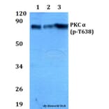 Anti-PKC α (phospho-T638) Antibody from Bioworld Technology (AP0290) - Antibodies.com