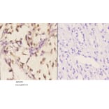 Anti-PKC α (phospho-T638) Antibody from Bioworld Technology (AP0290) - Antibodies.com