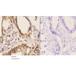 Anti-PKC α (phospho-T638) Antibody from Bioworld Technology (AP0290) - Antibodies.com