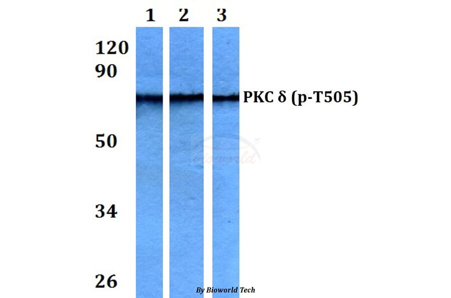 Anti-PKC δ (phospho-T505) Antibody from Bioworld Technology (AP0291) - Antibodies.com