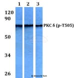 Anti-PKC δ (phospho-T505) Antibody from Bioworld Technology (AP0291) - Antibodies.com