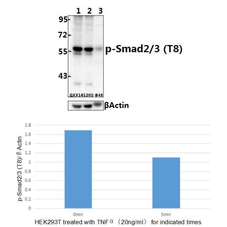 Anti-Smad2/3 (phospho-T8) Antibody from Bioworld Technology (AP0326) - Antibodies.com