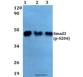 Anti-Smad3 (phospho-S204) Antibody from Bioworld Technology (AP0328) - Antibodies.com