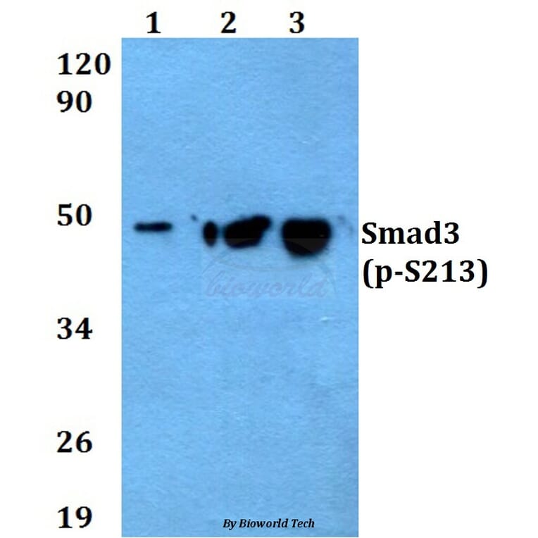 Anti-Smad3 (phospho-S213) Antibody from Bioworld Technology (AP0329) - Antibodies.com