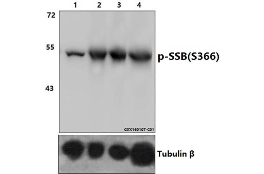 Anti-p-SSB (S366) Antibody from Bioworld Technology (AP0349) - Antibodies.com