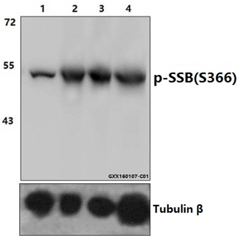 Anti-p-SSB (S366) Antibody from Bioworld Technology (AP0349) - Antibodies.com