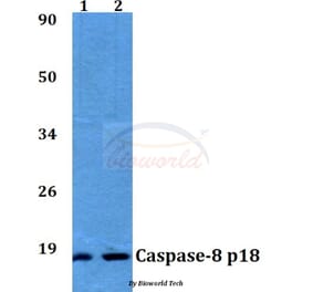 Anti-Caspase-8 (T341) Antibody from Bioworld Technology (AP0358) - Antibodies.com