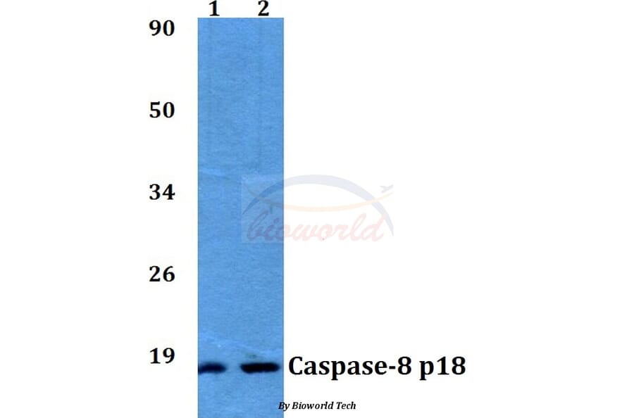Anti-Caspase-8 (T341) Antibody from Bioworld Technology (AP0358) - Antibodies.com