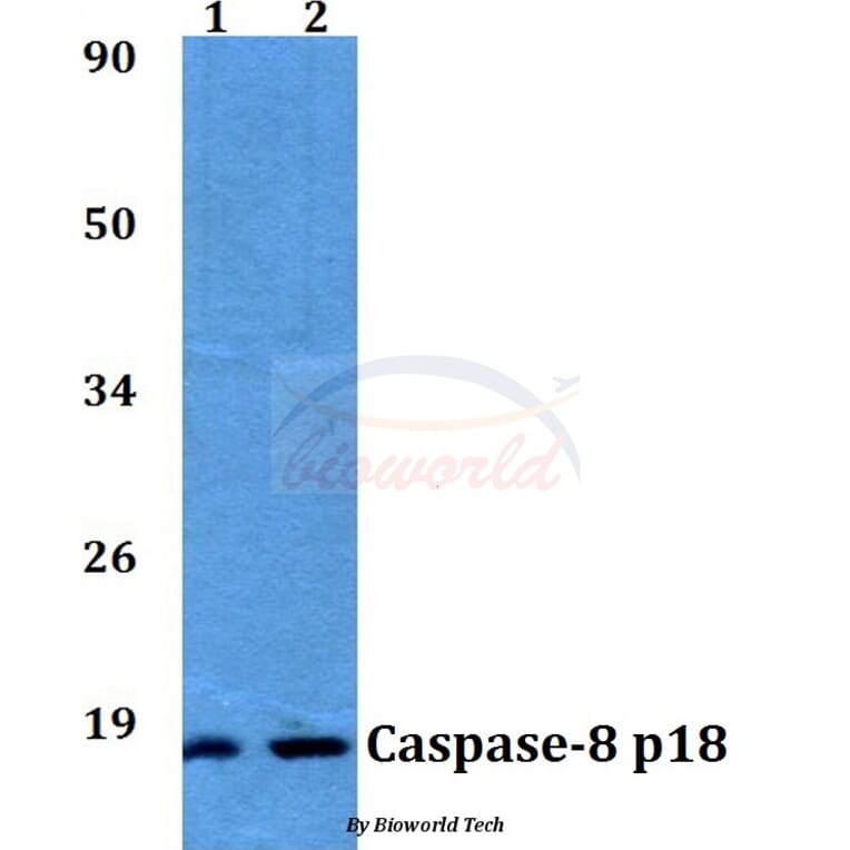 Anti-Caspase-8 (T341) Antibody from Bioworld Technology (AP0358) - Antibodies.com