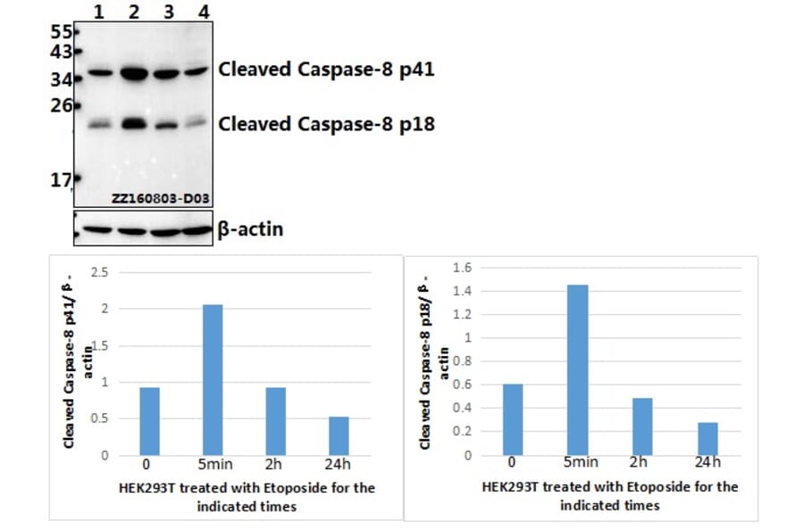 Anti-Caspase-8 (T341) Antibody from Bioworld Technology (AP0358) - Antibodies.com