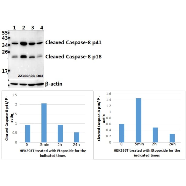 Anti-Caspase-8 (T341) Antibody from Bioworld Technology (AP0358) - Antibodies.com