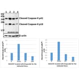 Anti-Caspase-8 (T341) Antibody from Bioworld Technology (AP0358) - Antibodies.com