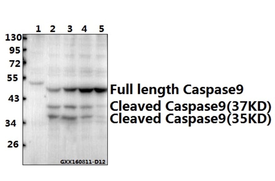 Anti-Caspase 9 (E119) Antibody from Bioworld Technology (AP0359) - Antibodies.com