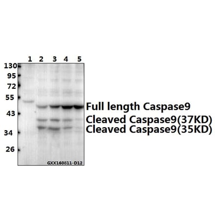 Anti-Caspase 9 (E119) Antibody from Bioworld Technology (AP0359) - Antibodies.com