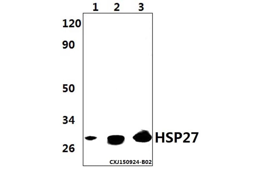 Anti-HSP27 Antibody from Bioworld Technology (AP0362) - Antibodies.com
