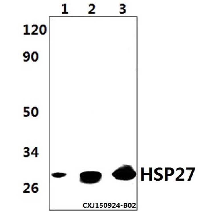 Anti-HSP27 Antibody from Bioworld Technology (AP0362) - Antibodies.com