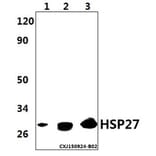 Anti-HSP27 Antibody from Bioworld Technology (AP0362) - Antibodies.com