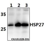 Anti-HSP27 Antibody from Bioworld Technology (AP0362) - Antibodies.com