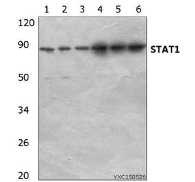 Anti-Stat1 Antibody from Bioworld Technology (AP0364) - Antibodies.com