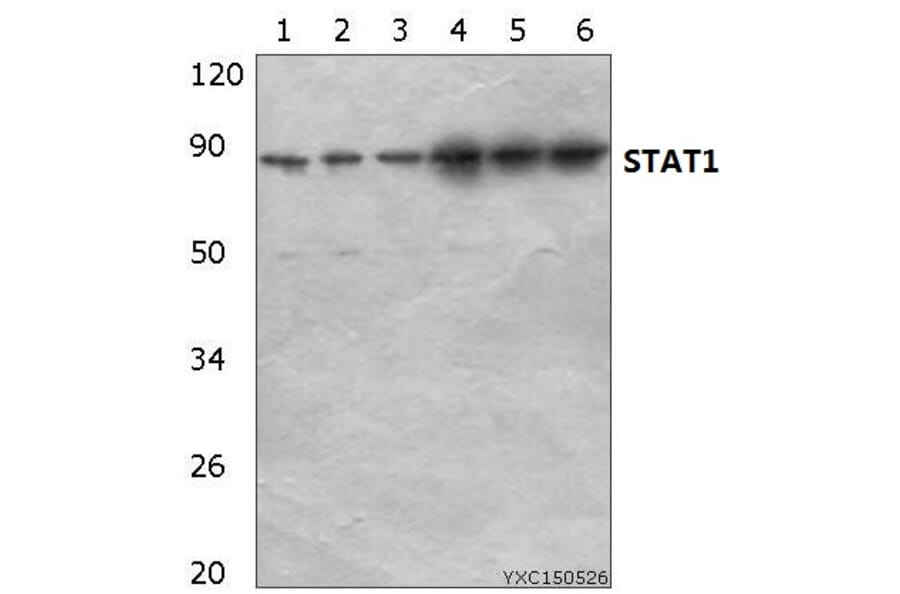 Anti-Stat1 Antibody from Bioworld Technology (AP0364) - Antibodies.com