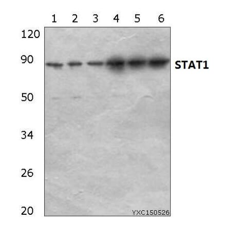 Anti-Stat1 Antibody from Bioworld Technology (AP0364) - Antibodies.com