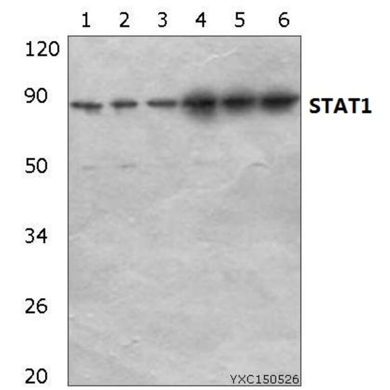 Anti-Stat1 Antibody from Bioworld Technology (AP0364) - Antibodies.com
