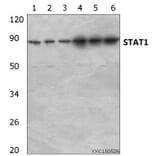 Anti-Stat1 Antibody from Bioworld Technology (AP0364) - Antibodies.com